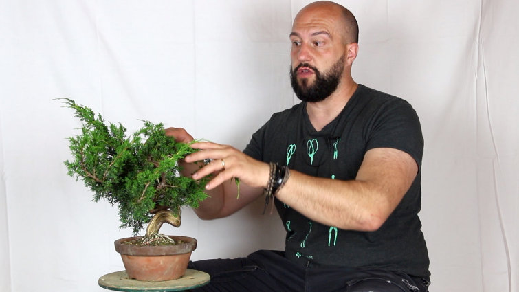 Develop Coniferous Bonsai